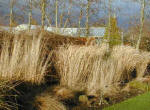 Assorted Dead Grasses in January